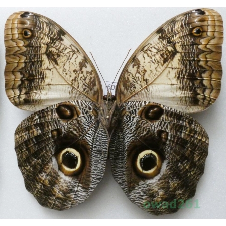 Caligo sp. reverse Peru 109mm60f